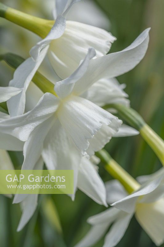 Narcissus triandrus 'Thalia' floraison Printemps - Avril 
