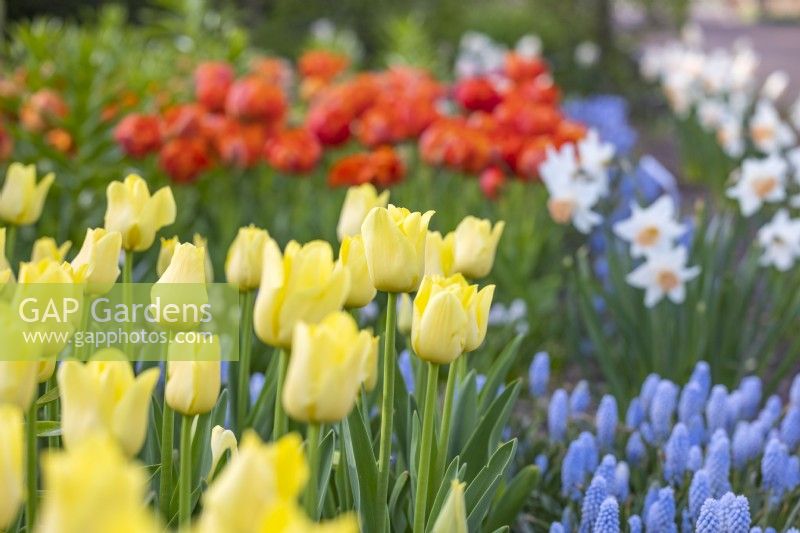 Parterre de fleurs printanier avec tulipe 'World Friendship', MuscariArmeniacum et Narcisse 