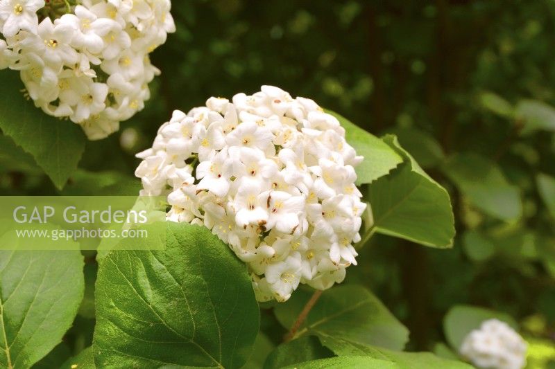 Fleurs blanches parfumées de Viburnum carlcephalum. Peut 