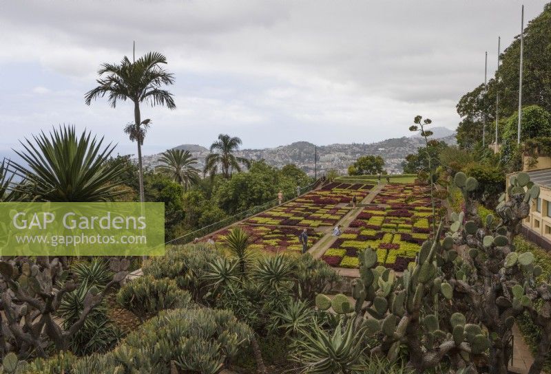 Une vue sur les célèbres haies en damier du jardin botanique de Madère, avec en arrière-plan des vues lointaines de Funchal. Été. 