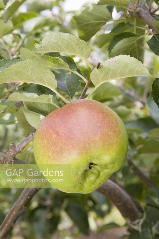 Apple - Malus domestica 'Bramley's Seedling'