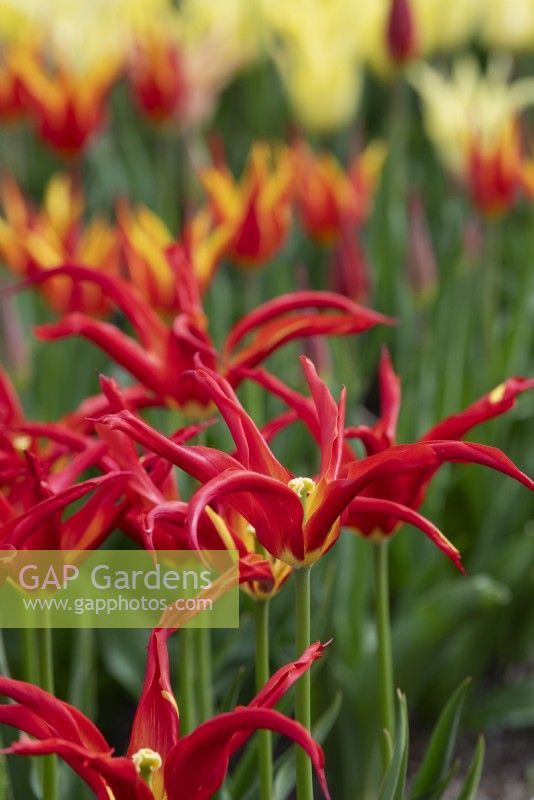Tulipa 'Go Go Red' - Tulipe à fleurs de lys 