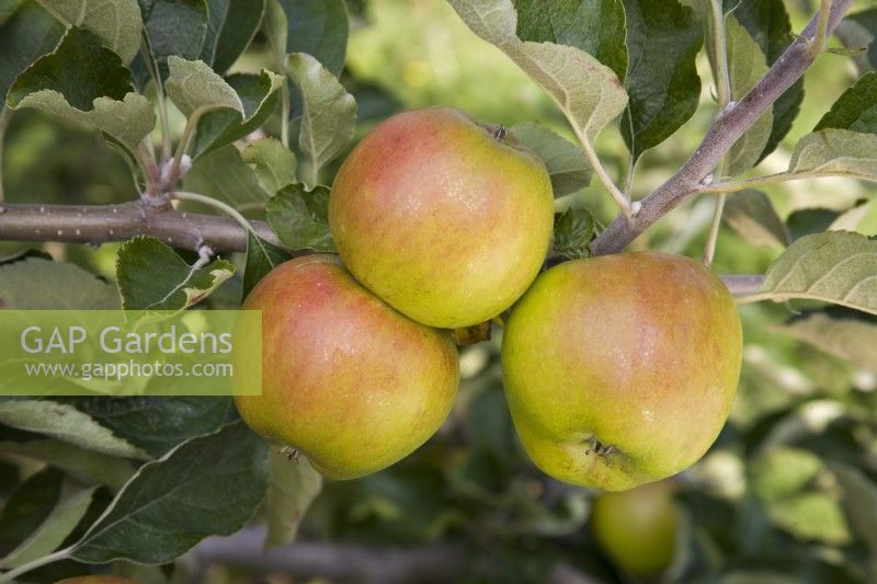 Apple - Malus domestica 'Ribston Pippin'