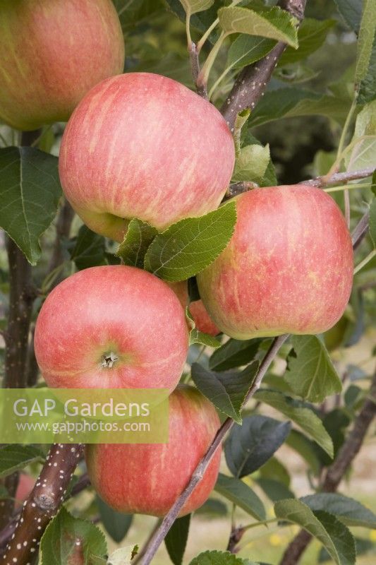 Apple - Malus domestica 'Winter Gem'