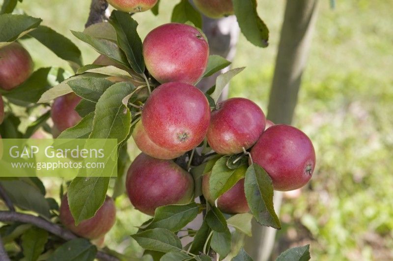 Apple - Malus domestica 'Worcester Pearmain'