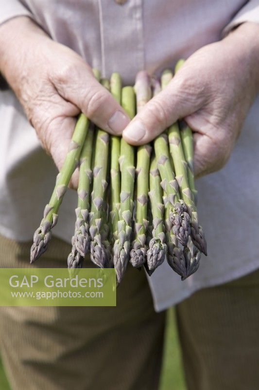 Asparagus spears - Asparagus officinalis 'Jersey Giant'