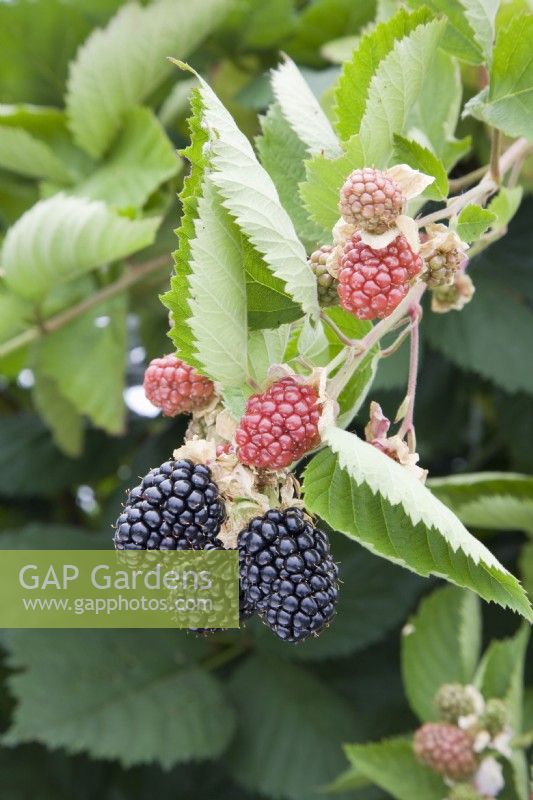 Blackberry - Rubus fruticosus 'Triple Crown'