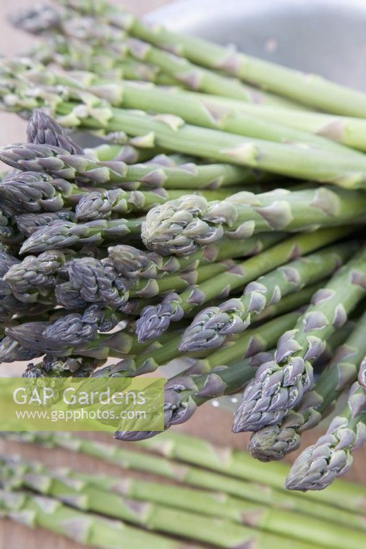 Pointes d'asperges - Asparagus officinalis 'Backlim' 
