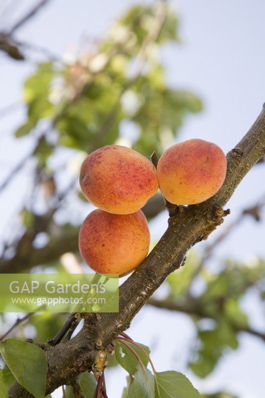 Apricot - Prunus armeniaca 'Moorpark'