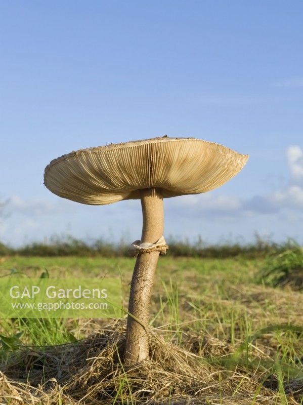 Macrolepiota procera - Parasol mushroom in pasture