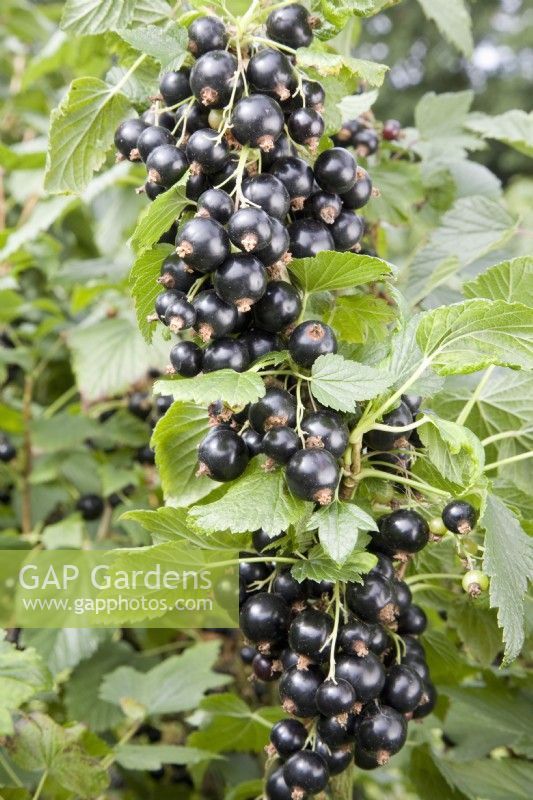 Blackcurrant - Ribes nigrum 'Ben Dorain'