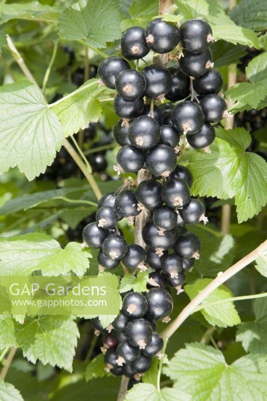 Blackcurrant - Ribes nigrum 'Big Ben'