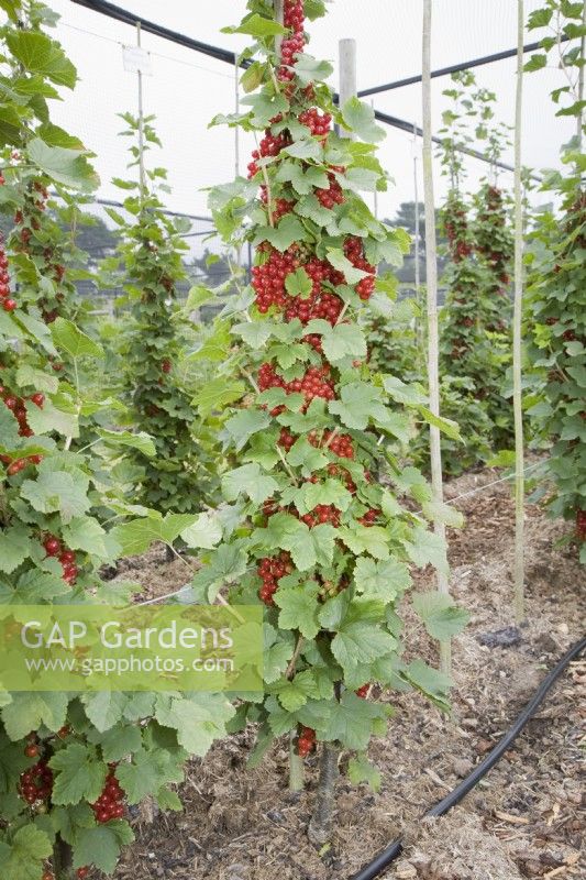 Cordon Redcurrant - Ribes rubrum 'Minnesota 71'