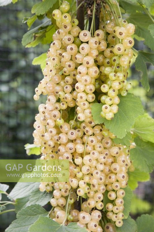 Groseille blanche - Ribes rubrum 'Blanka' 