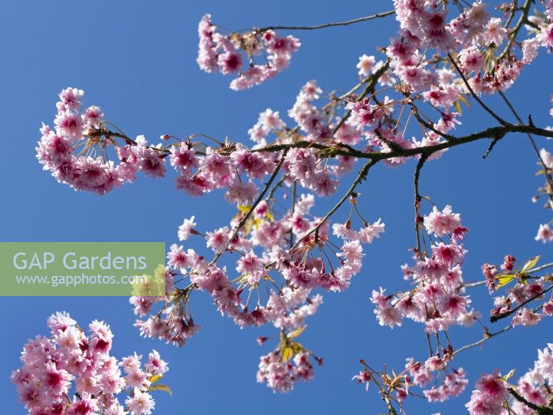 Prunus incisa 'Oshidori' - Ornamental Cherry  Spring  April