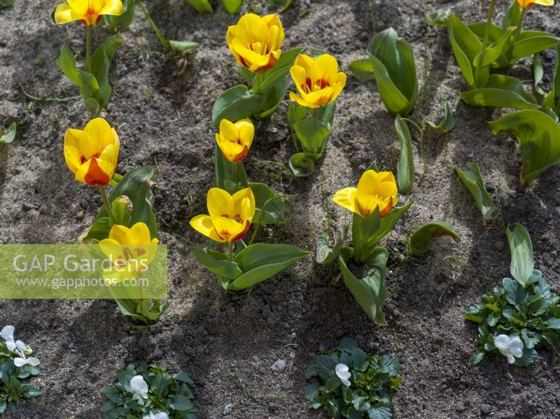 Parterre de fleurs au printemps avec Tulipa 'Stresa' jaune et rouge dans un sol sableux. 
