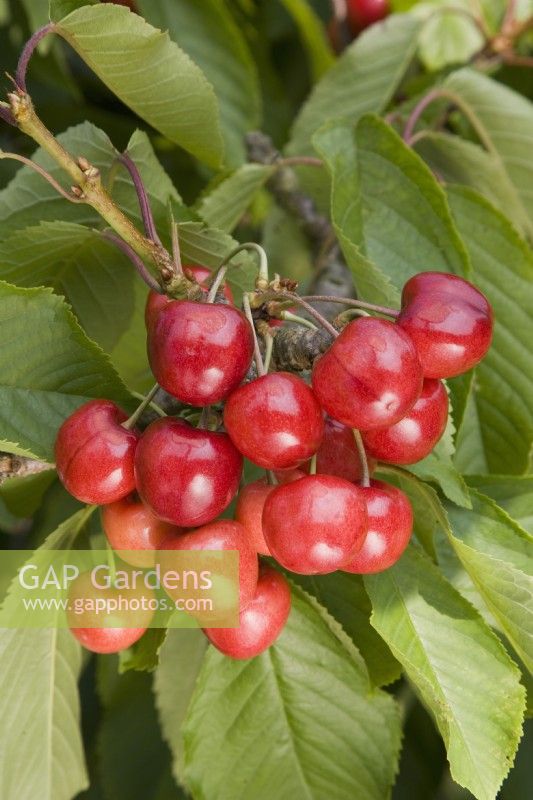 Sweet Cherry - Prunus avium 'Colney'