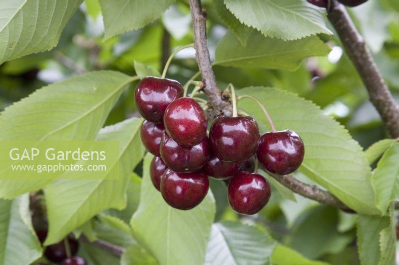 Sweet Cherry - Prunus avium 'Colney'
