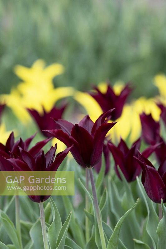 Tulipa 'Sarah Raven' - Tulipe à fleurs de lys 