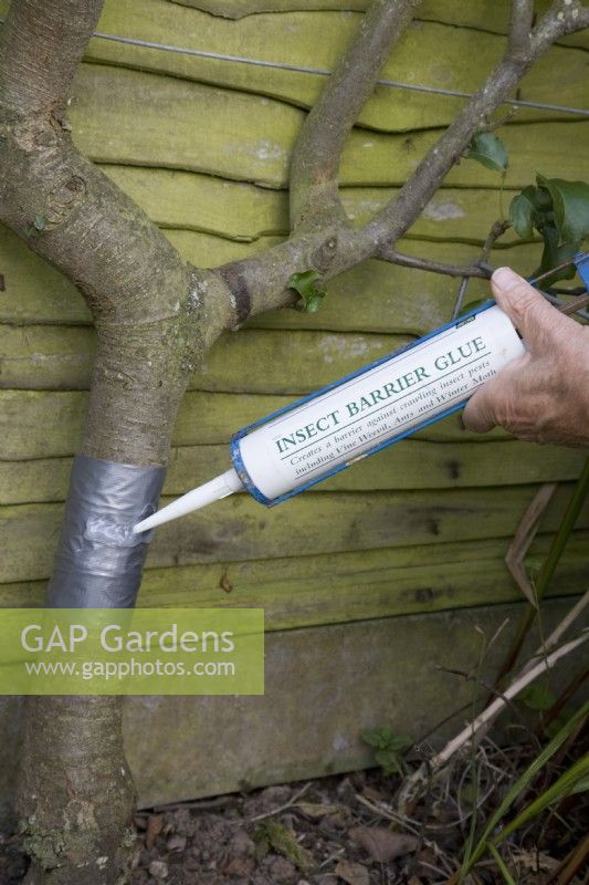 Insect Barrier Glue being applied to a fruit tree