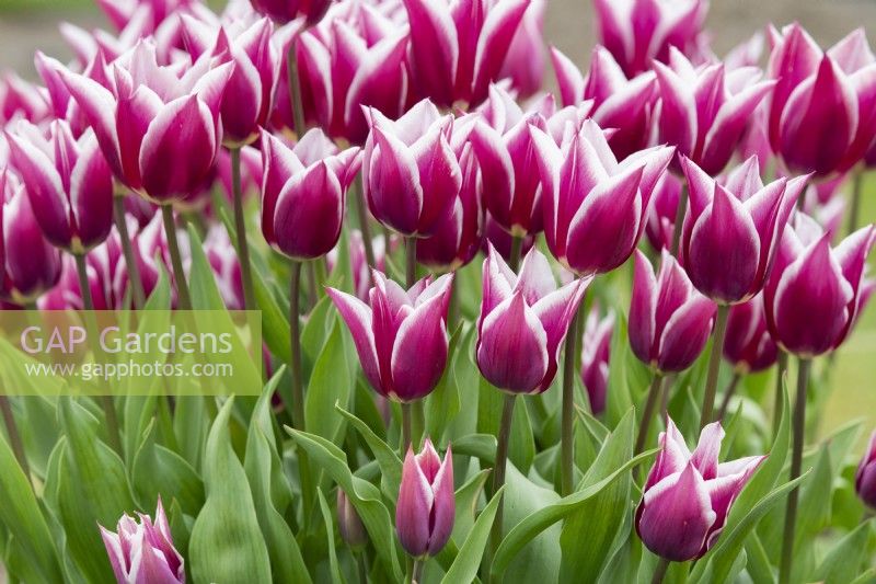 Tulipa 'Ballade' - Lily Flowered Tulips