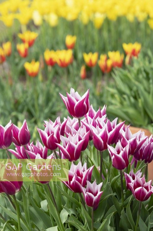 Tulipa 'Ballade' - Tulipes à fleurs de lys 