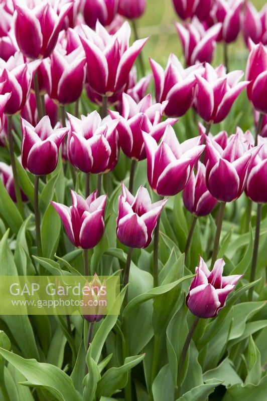 Tulipa 'Ballade' - Tulipes à fleurs de lys 