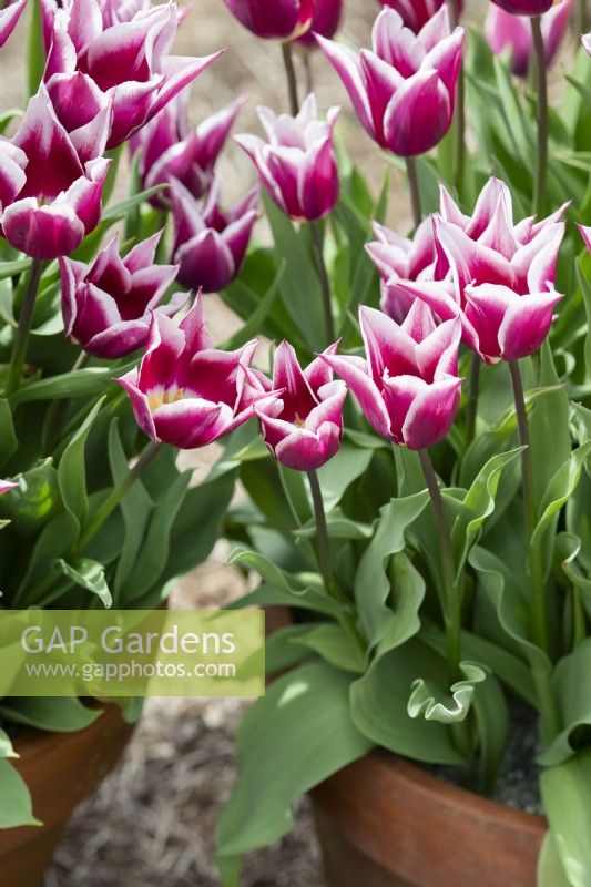 Tulipa 'Ballade' - Lily Flowered Tulips in plant pots