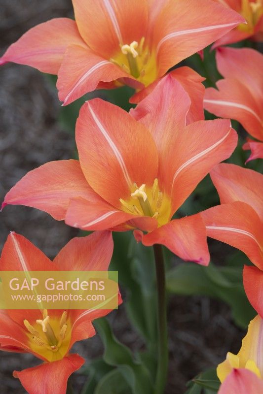 Tulipa 'Marianne' - Tulipe à fleurs de lys 
