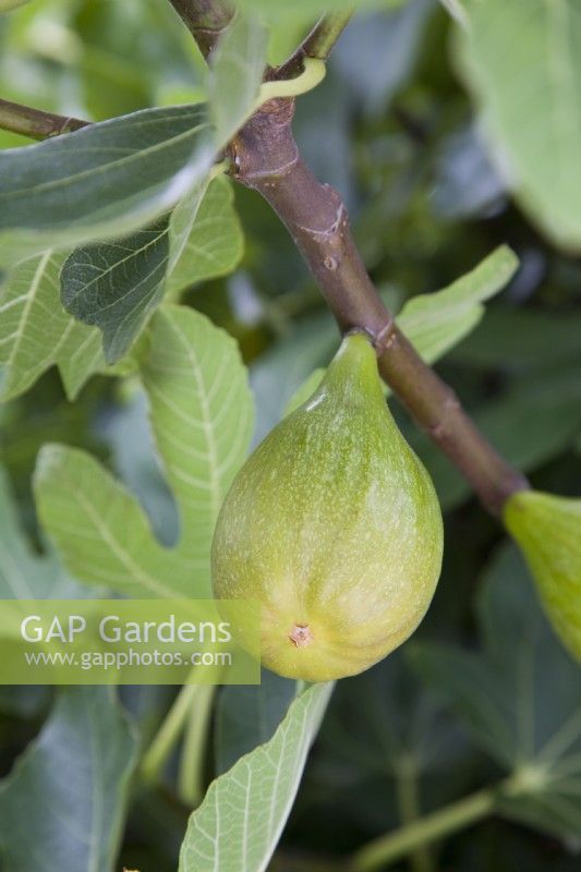 Fig - Ficus carica 'Brunswick'