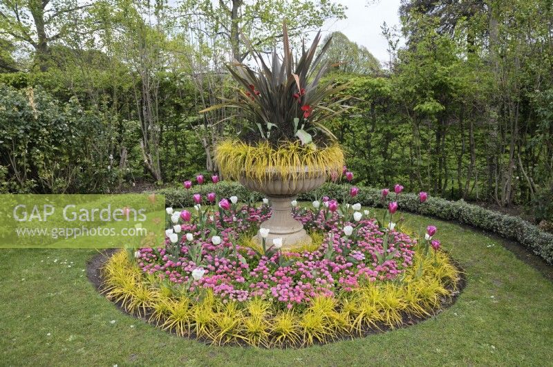 Urne avec cordyline et graminées ornementales debout dans un parterre de fleurs circulaire avec un arrangement de tulipes roses et blanches et de couverture de sol bellis, Avenue Gardens, The Regent's Park, Londres, Royaume-Uni 