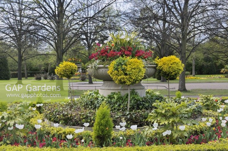 Large shallow stone planter with red primula and white tulips above euonymus lollipop trees, Avenue Gardens, The Regent's Park, London, UK 