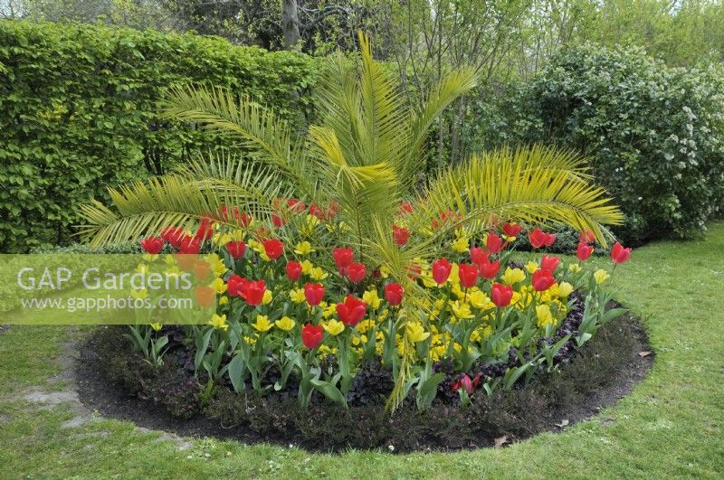 Palm fronds in a circular island flowerbed with red and yellow tulips and primroses, The Regent's Park, London, UK 