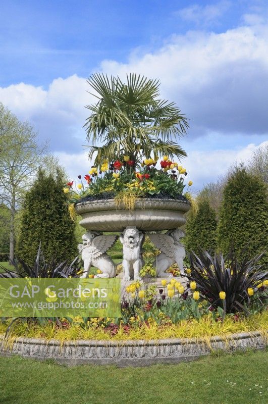 Trachycarpus underplanted with a colourful spring display of red and yellow tulips in a large stone bowl supported by four winged lions, known as the Griffin Tazza (or Lion Vase) in Avenue Gardens in The Regent's Park, London, UK 