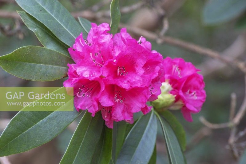 Rhododendron 'Charme Carita' 
