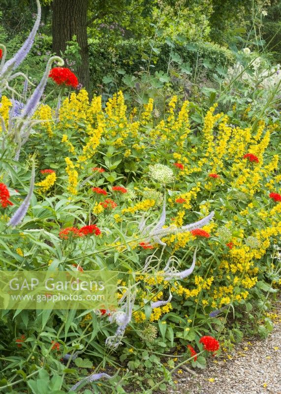 Perennial bed with Lysimachia punctata in foreground red flowers of Lychnis chalcedonica and blue spires of Veronica spicata, summer July