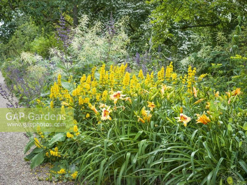 Perennial bed with Lysimachia punctata and Hemerocallis in foreground. Beyond blue flowers of Salvia pratensis and white Aruncus dioicus, summer July