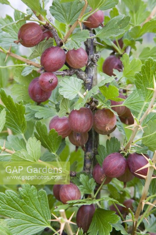 Gooseberry - Ribes uva-crispa 'Hinnonmaki Rod' (syn. Hinnonmaki Red)