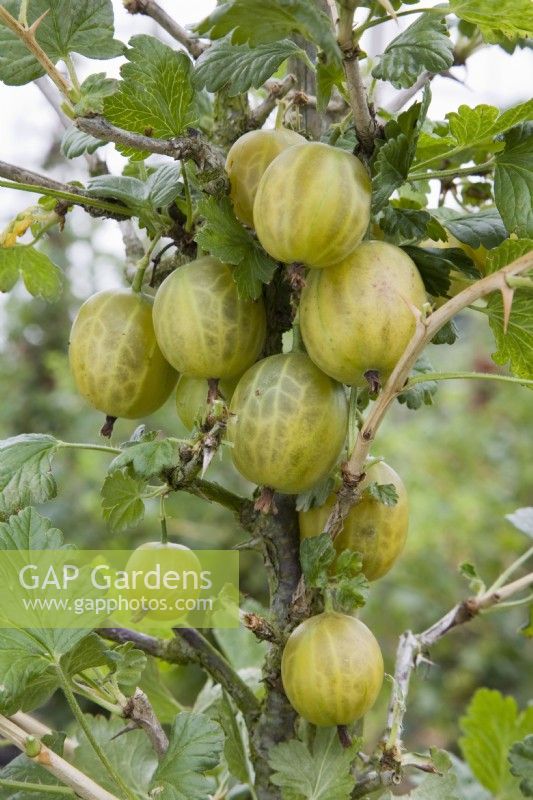 Gooseberry - Ribes uva-crispa 'Leveller'
