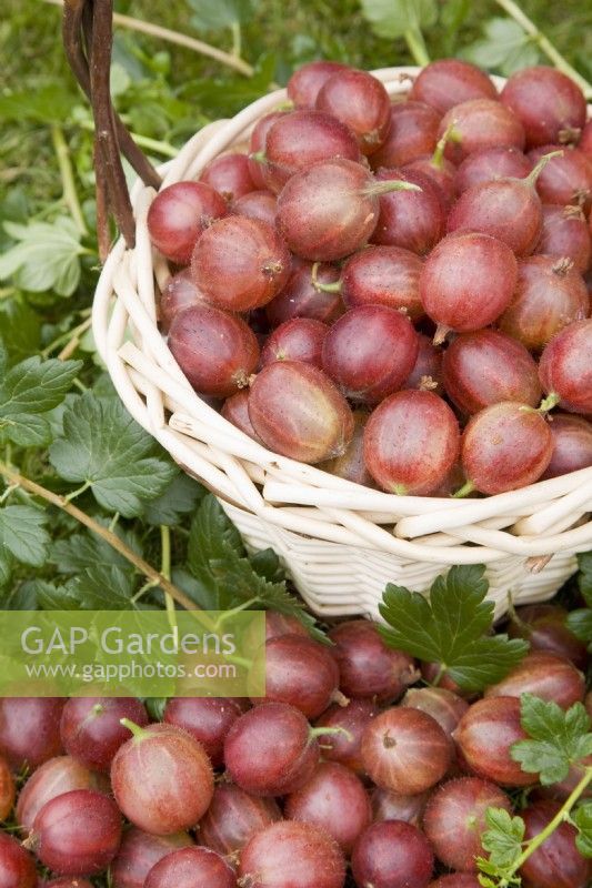 Gooseberry - Ribes uva-crispa 'Pax'