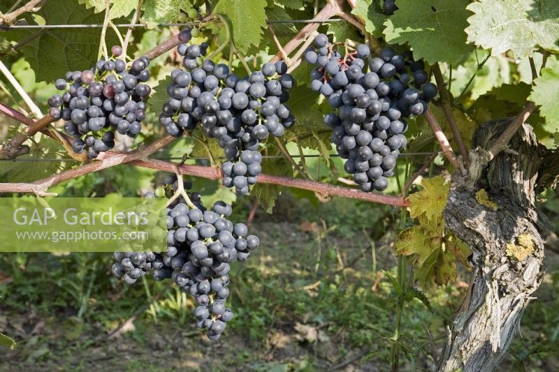 Grape - Vitis vinifera 'Dornfelder'