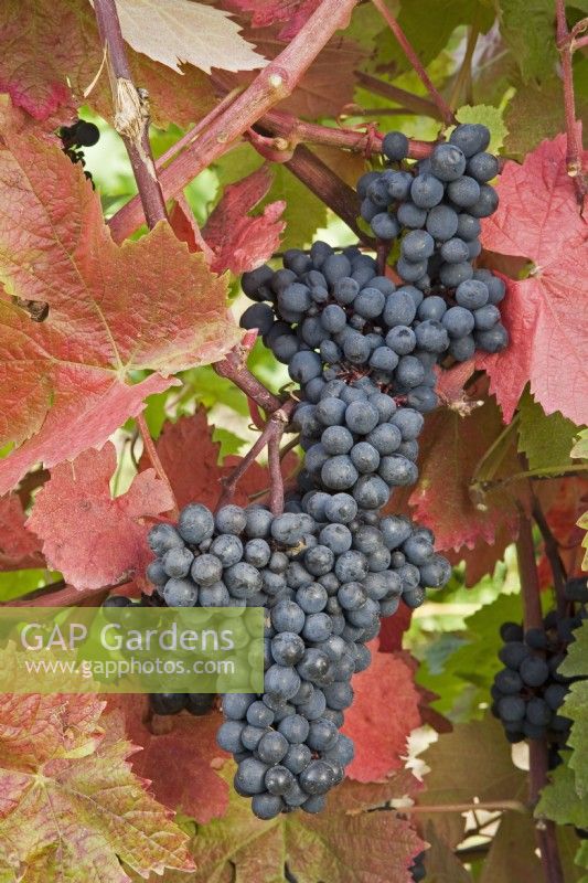 Grape - Vitis vinifera 'Dunkelfelder'