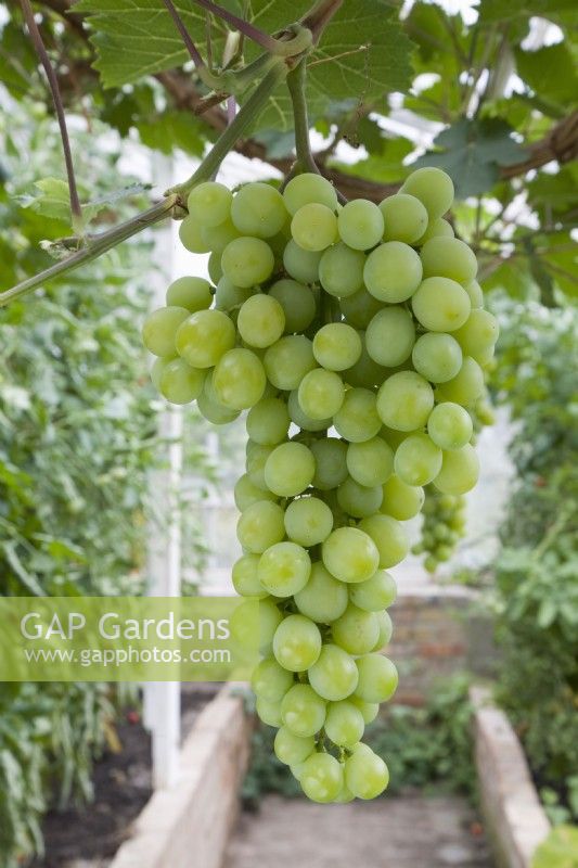 Grape - Vitis vinifera 'Muscat of Alexandria'