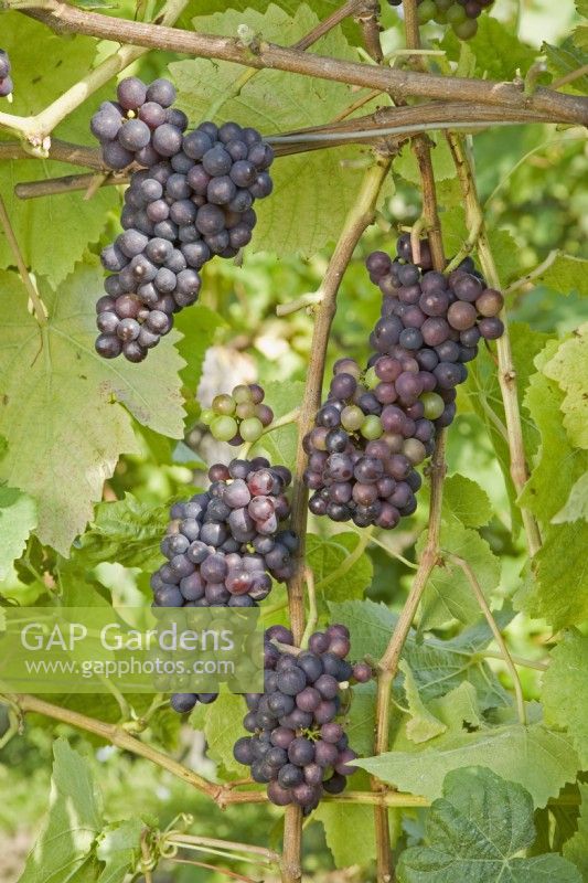 Raisin - Vitis vinifera 'Pinot Noir' 