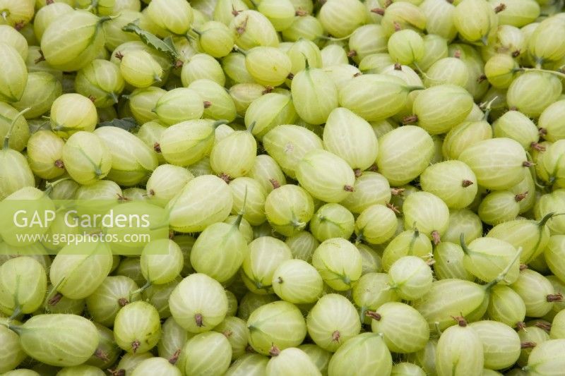 Groseille à maquereau - Ribes uva-crispa 'Invicta' 