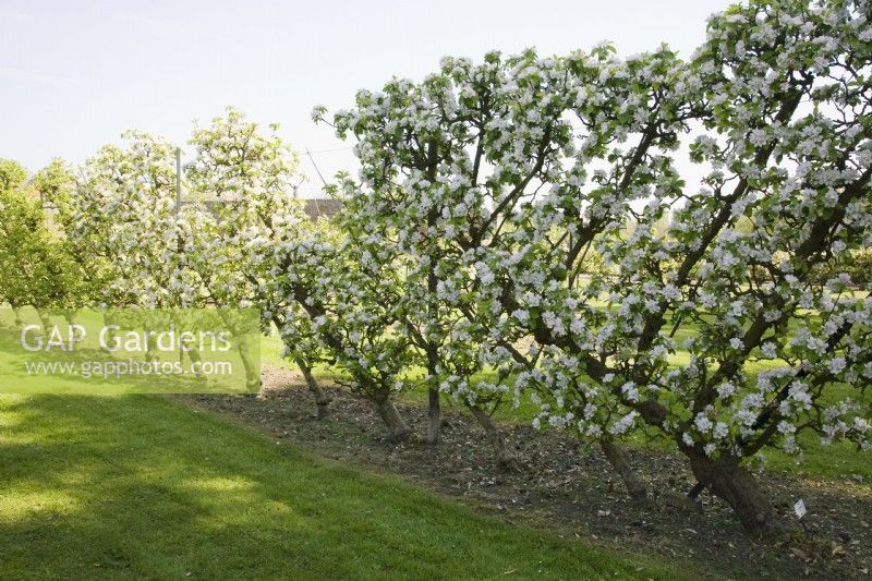 Oblique Cordon Apples on M7 rootstock - Malus domestica 'Lord Lambourne'