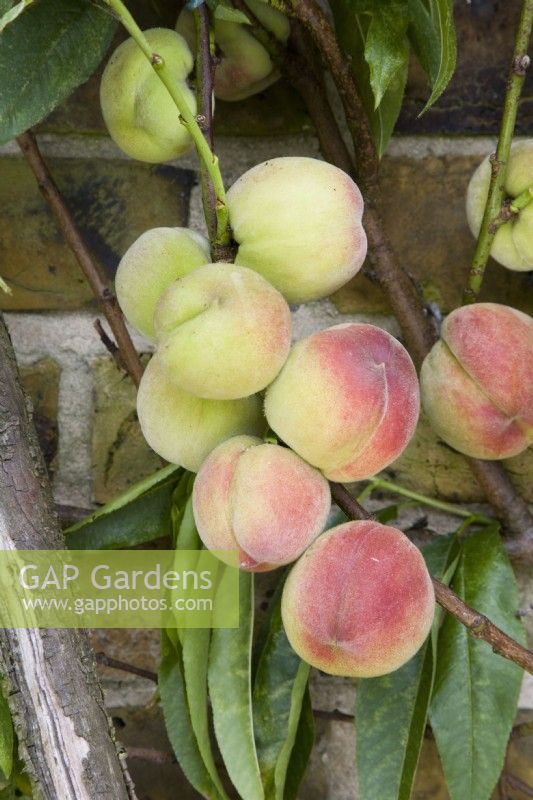 Peach - Prunus persica