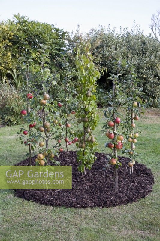 Cordons verticaux de pommes et de poires poussant dans un petit parterre circulaire dans une pelouse 
