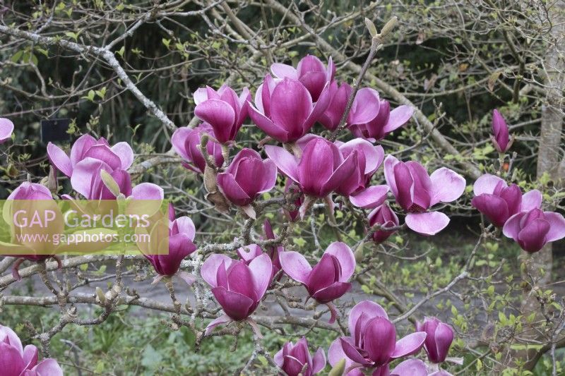 Magnolia 'Rouge comme Rouge' 