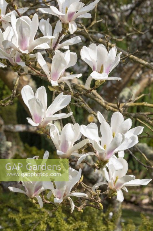 Magnolia soulangeana 'Alba Superba' 